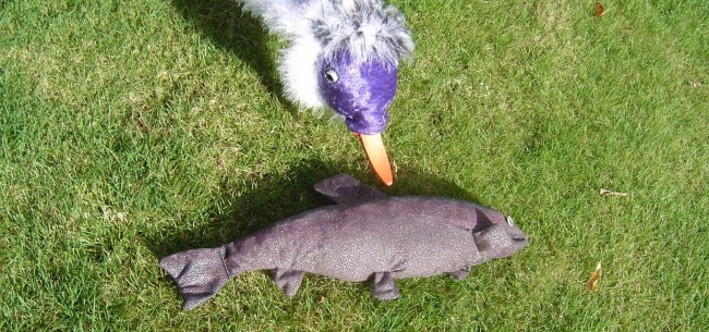 ducking fish