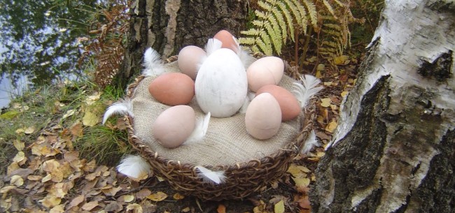 eggs