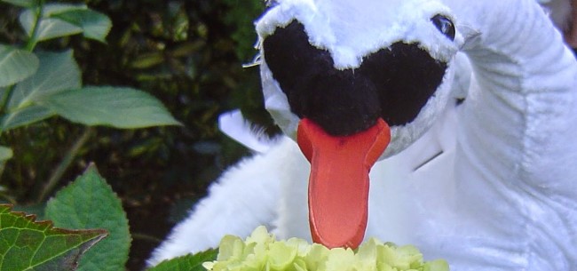 swan eat