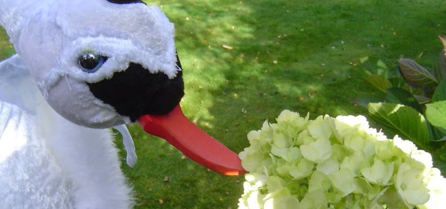 swan flower
