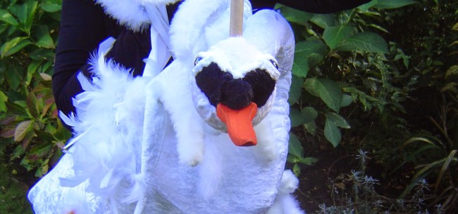 swan head